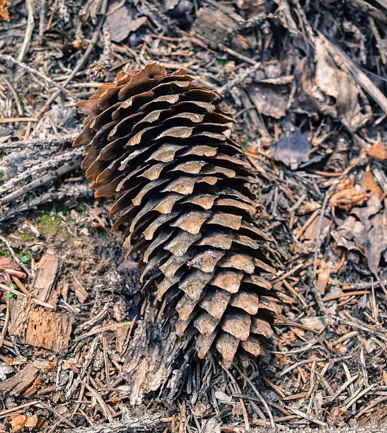 Fir-cone on the ground in the forest