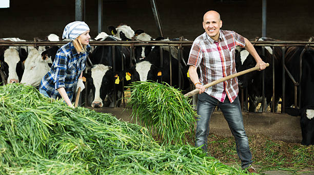 istock Employees working in livestock barn 538573426
