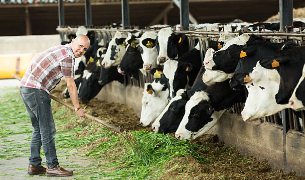 istock Farmer feeding cows with grass in farm 538573474