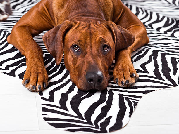 istock Rhodesian Ridgeback dog lying on a zebra carpet 538573818