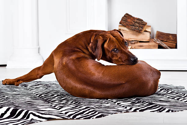 istock Flexible Rhodesian Ridgeback dog turning round showing ridge 538573928