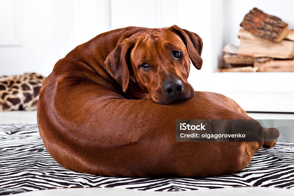 Flexible Rhodesian Ridgeback dog turning round showing ridge Flexible Rhodesian Ridgeback dog turning round with interest showing its ridge Dog Stock Photo