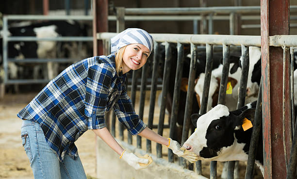 istock Woman with cows at farm 538574046