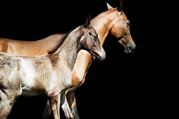 istock running purebred akhalteke dam with foal in the paddock 538574088