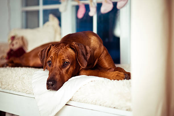 istock Rhodesian Ridgeback mother on a windowsill with children props 538574150