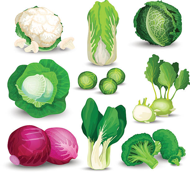 zestaw warzyw z kapusty - kohlrabi purple cabbage organic stock illustrations