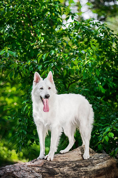 istock Portrait of Berger Blanc Suisse standing on tree 538574450