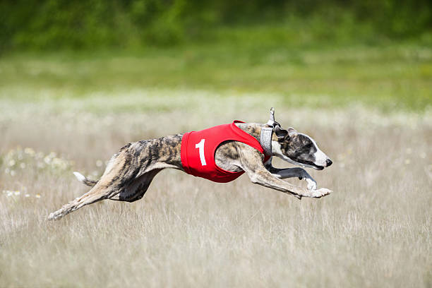 sighthounds zwabić coursing konkurencji - organization chart zdjęcia i obrazy z banku zdjęć