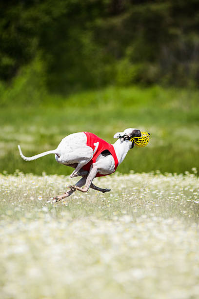 sighthounds zwabić coursing konkurencji - organization chart zdjęcia i obrazy z banku zdjęć