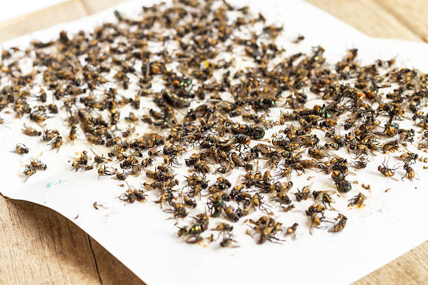 istock Flies caught on sticky fly paper trap 538575464