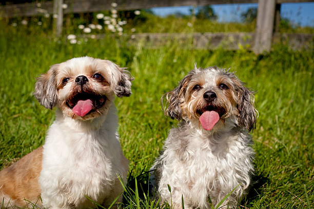 istock Two adorable little mutts sitting in green grass panting 538576858