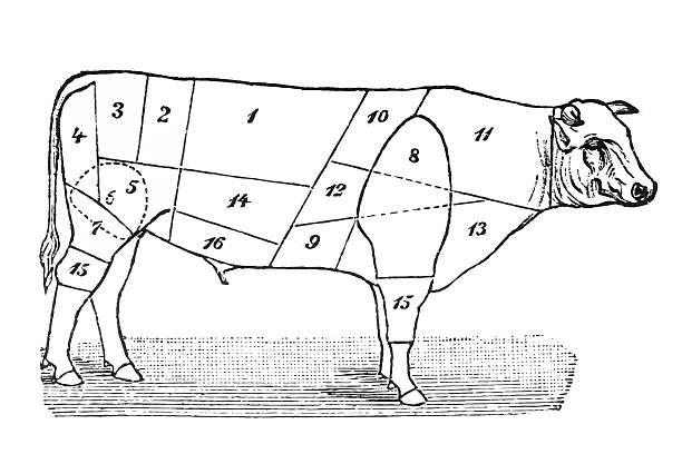 Cuts of Veal Cuts of Veal roasted prime rib illustrations stock illustrations