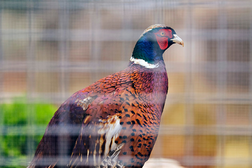 Pheasant in captivity sitting in cage behind bars.