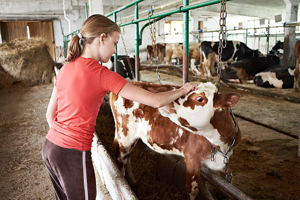 istock Girl stroking calf on dairy farm 538582514
