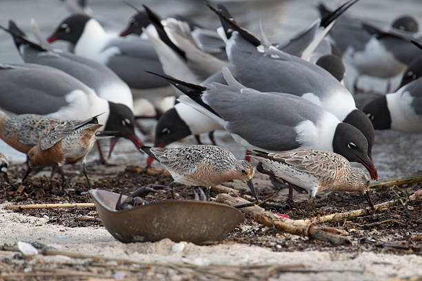 Feeding red knot sandpipers laughing gulls Reeds Beach New Jersey