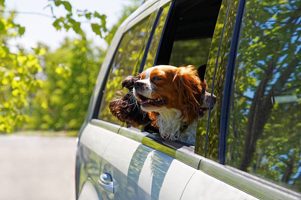 istock Two dogs traveling in car 538582988