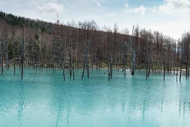 istock Blue Pond (Aoiike) , Biei Hokkaido Japan 538584870