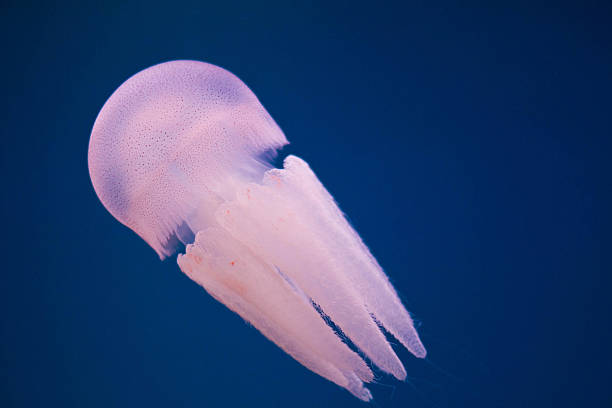istock Moon jellyfish (Aurelia aurita) in an aquarium. 538585042