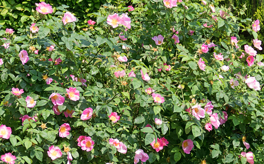 Rosa gallica shrub blooming in the month of June.