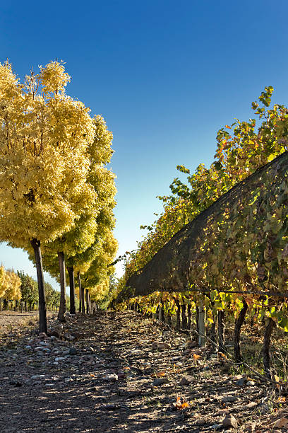 istock Vineyard in early autumn 538585942