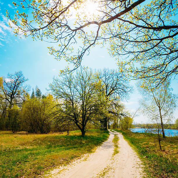 istock Sunshine Through Crown Of Tree Over Sandy Countryside Road. Spring 538585950