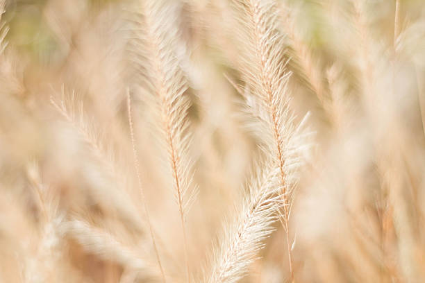 istock Abstract meadow background with grass in the meadow and sunset 538587474