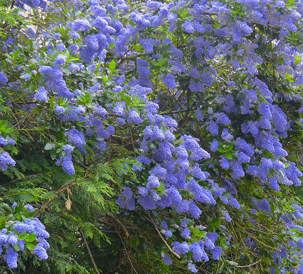istock Californian Lilac (Ceanothus) Blossom 538588460