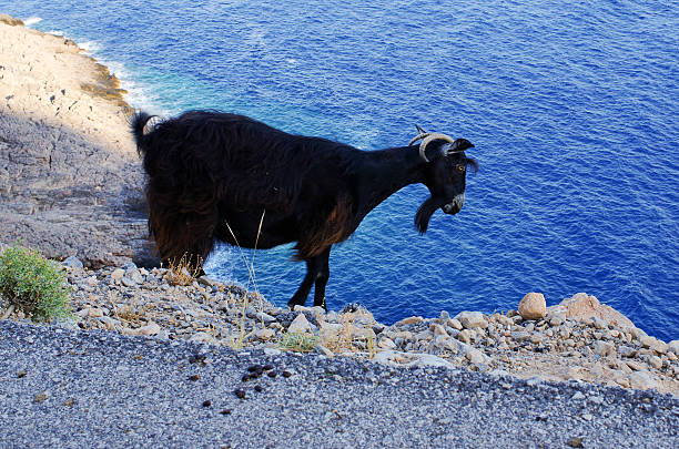 istock Black goat on the Crete island - Greece 538588514