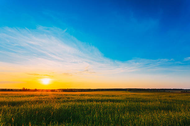 istock Green Barley Field, Early Spring. Agricultural Background. 538589234