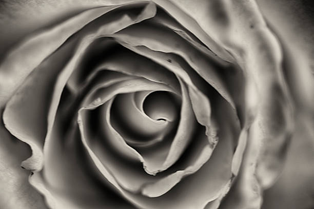 istock Monochrome Rose Jude De Obscure 538591300