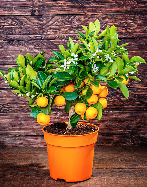 istock mandarine tree on a wooden 538591332