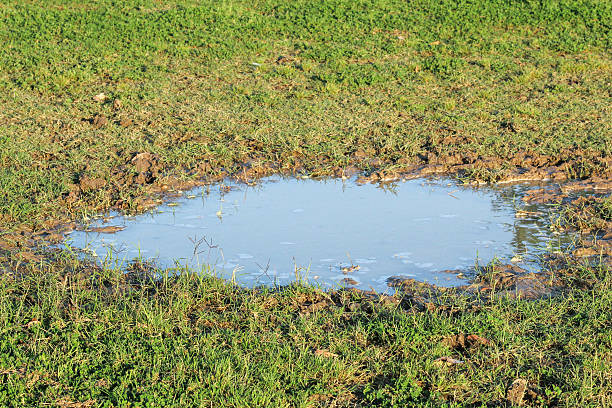 istock Mud puddle surronded by green and brown grasses and weeds. 538591382