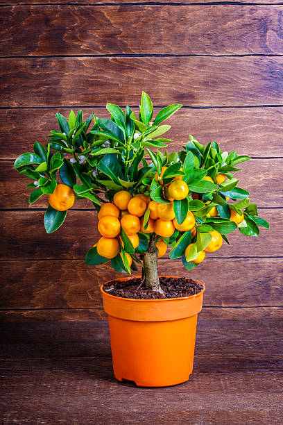 istock mandarine tree on a wooden 538591420