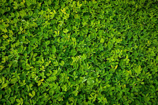 sfondo foglie verdi - foto stock