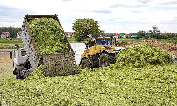 unloading of green mass from the body of the truck and stack the hay with a heavy tractor in the trench