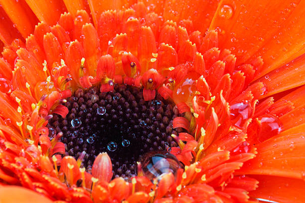 istock Close up of an orange gerbera daisy 538592654
