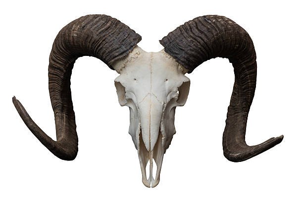 goat skull isolated on the white background - 動物頭骨 個照片及圖片檔