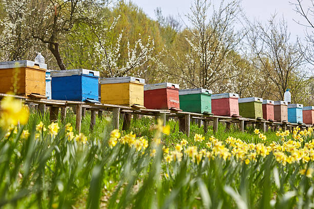 Bee hives in the field and orchard A row of bee hives in a field of flowers with an orchard behind apiculture photos stock pictures, royalty-free photos & images