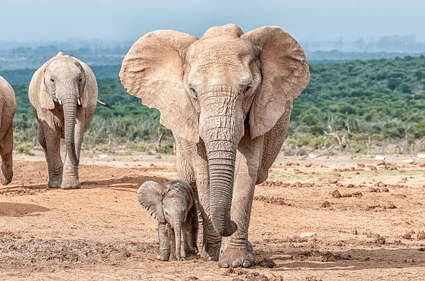 elefantenkalb unmittelbarer nähe ihrer mutter - addo south africa southern africa africa stock-fotos und bilder