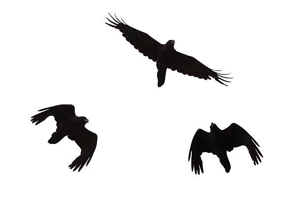istock black silhouette of a Ravenon a white 538595848