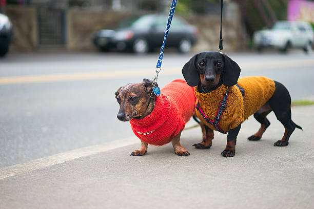 stai bene a quattro anni - four legged foto e immagini stock