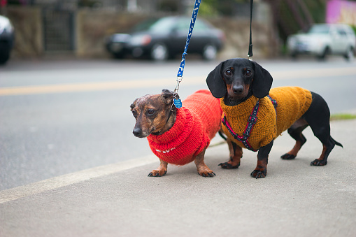 Cute and playful dachshund out for a walk in their colorful new sweater. Keeping them warm while they waddle their way around the beautiful city of White Rock. 