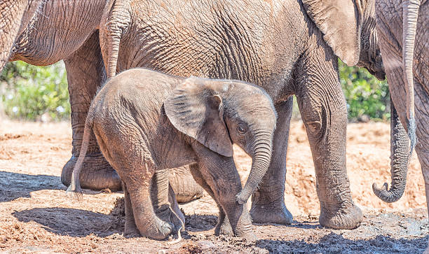 istock Elephant calf surrounded by family group 538597392