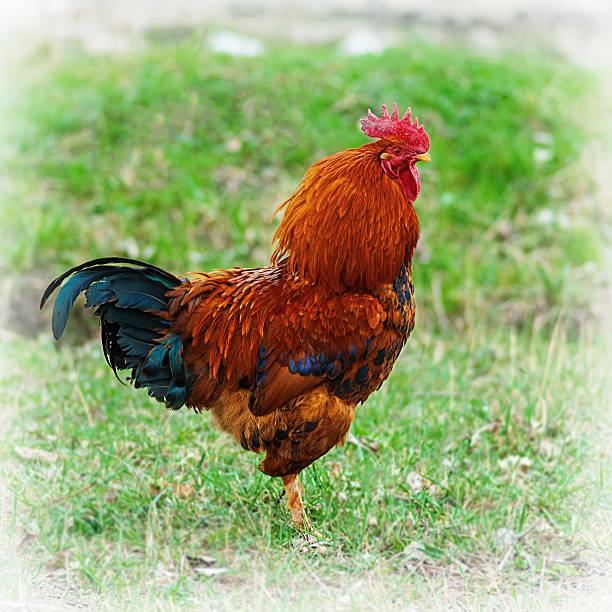 istock Cock  in the village 538597940