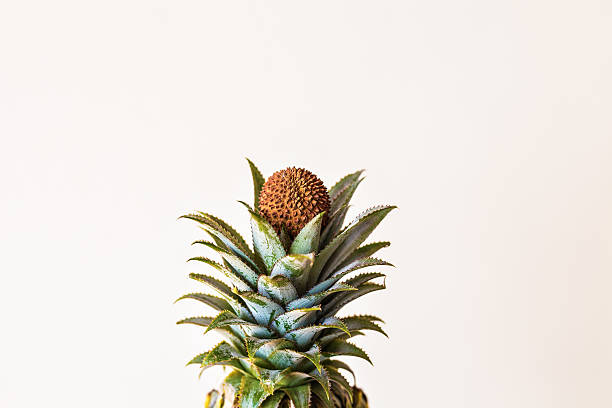 istock top of fresh pineapple with lychee on white background 538597946