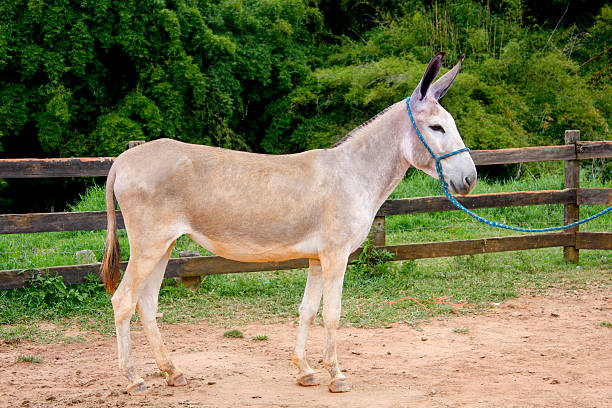 mula em pasto de fazenda verde - mule careless animal ignorance - fotografias e filmes do acervo