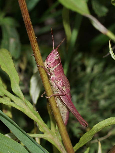 istock Pink grasshopper. Katydid pink. Chrysochraon dispar 538599122