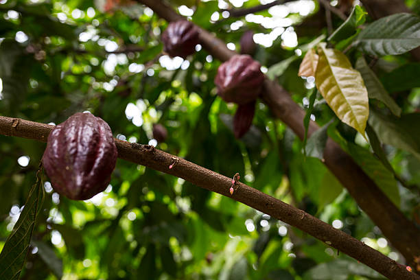 istock Cocoa plant on a tree in Madagascar 538599386