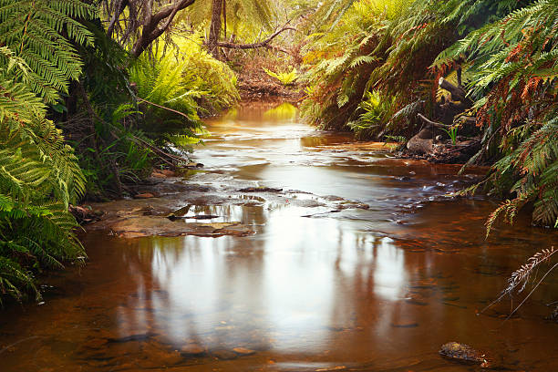 Creek in Blue Mountains national park, Australia
