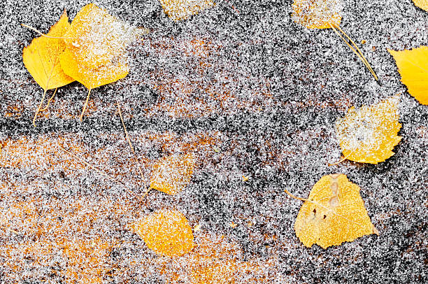 istock Yellow fallen leaves on the wooden table 538599628